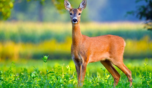 Michigan inn and lodge